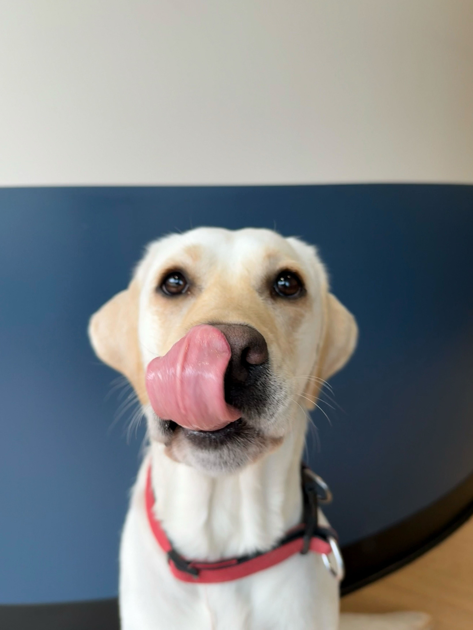 Navigating Canine Adolescence