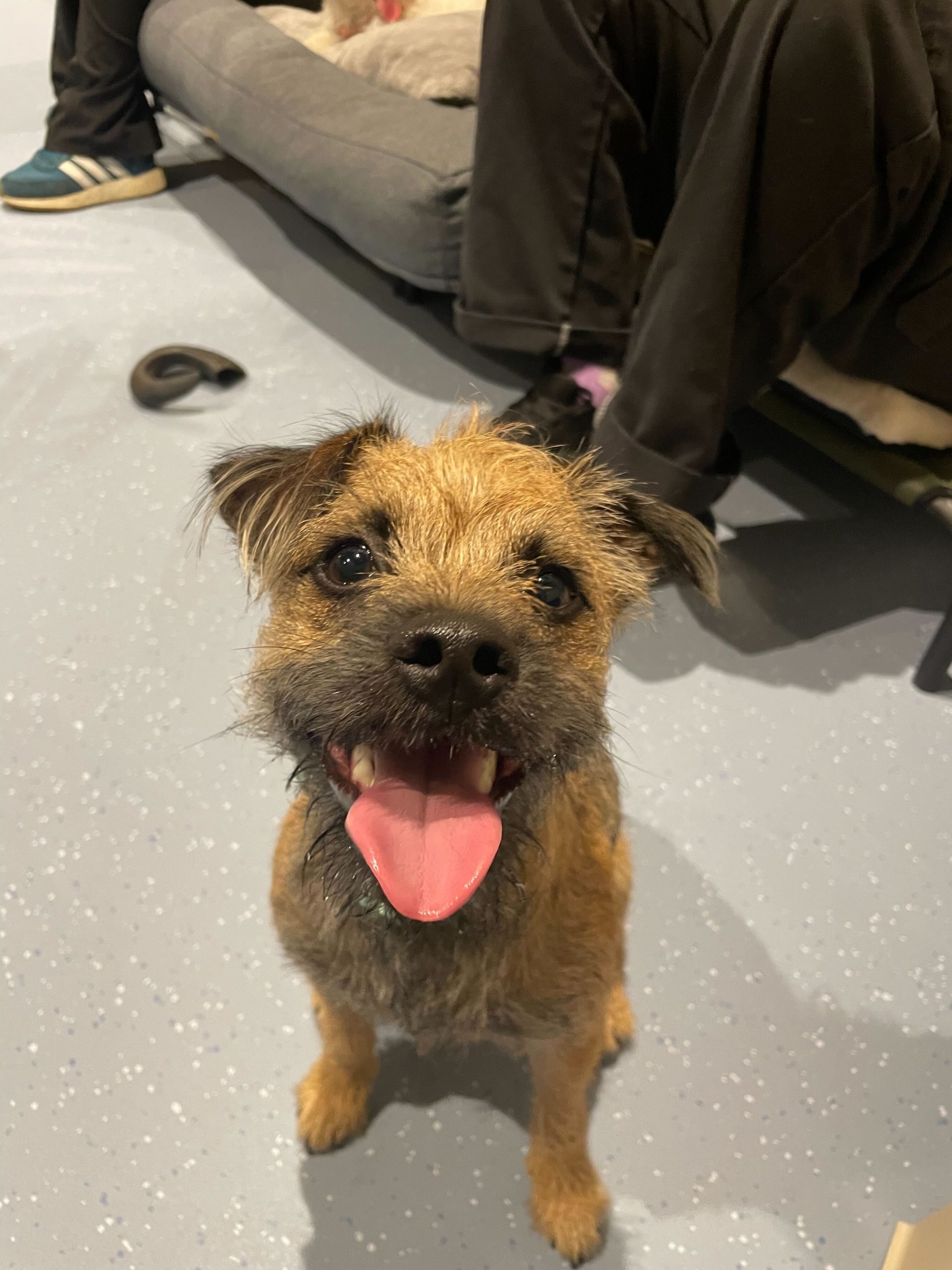 Christine & Stanley the Border Terrier