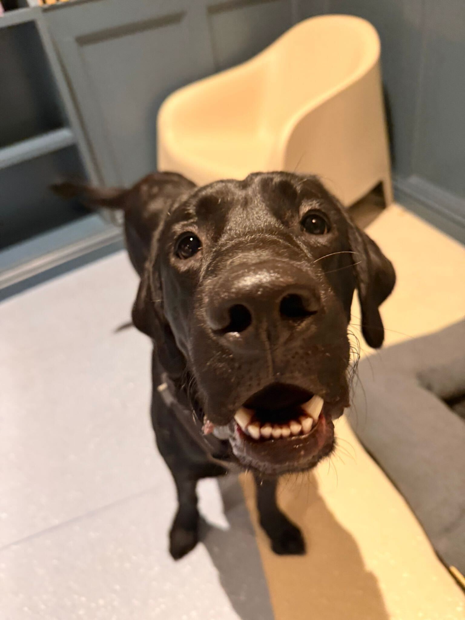 Robert & Ollie the Labrador