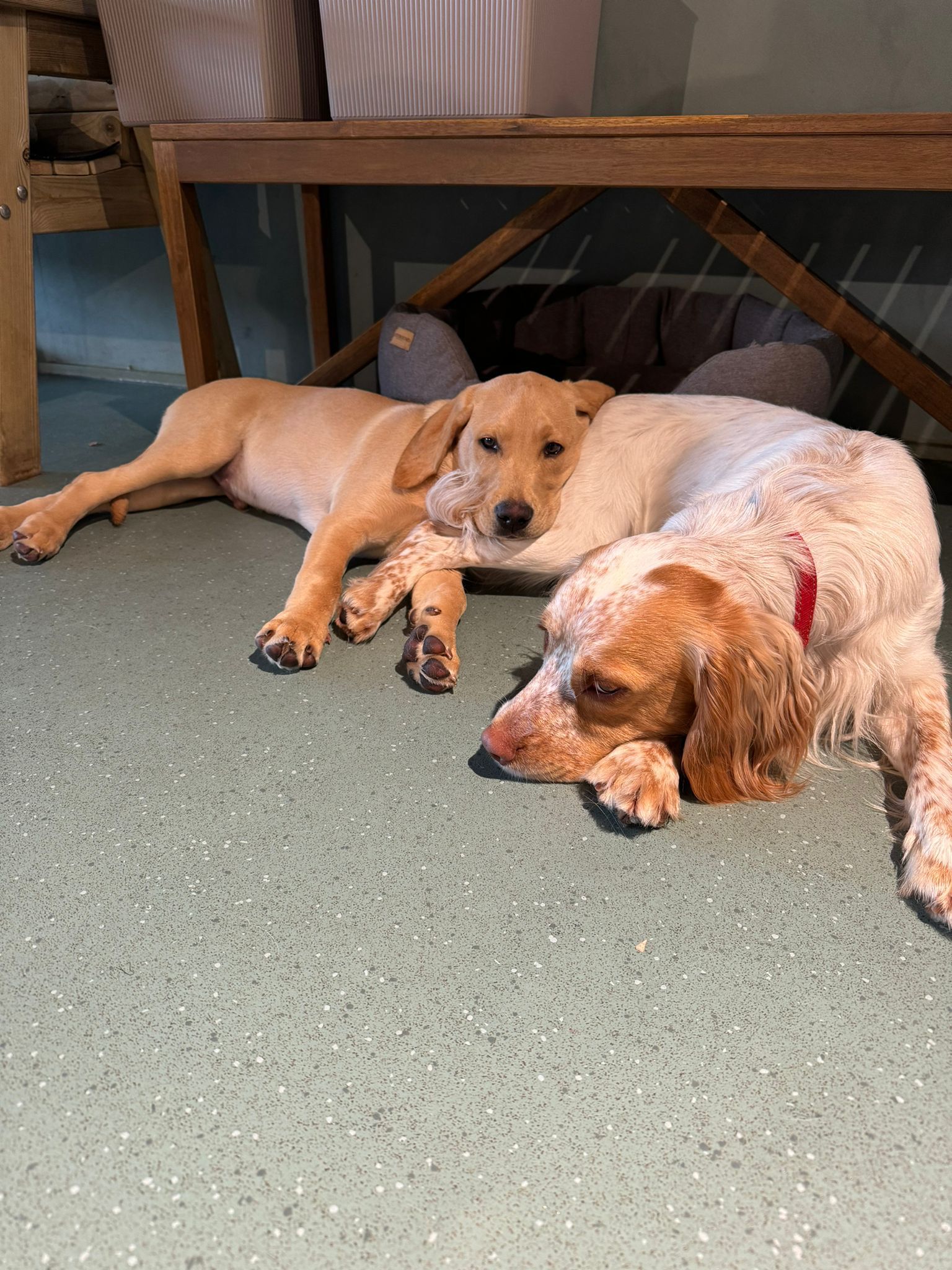 WagWorks Islington Puppy Class