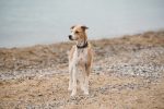 The best dog friendly beaches for a day trip from London