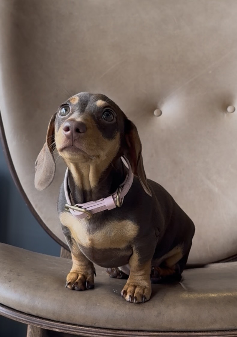 Dachshund Day!