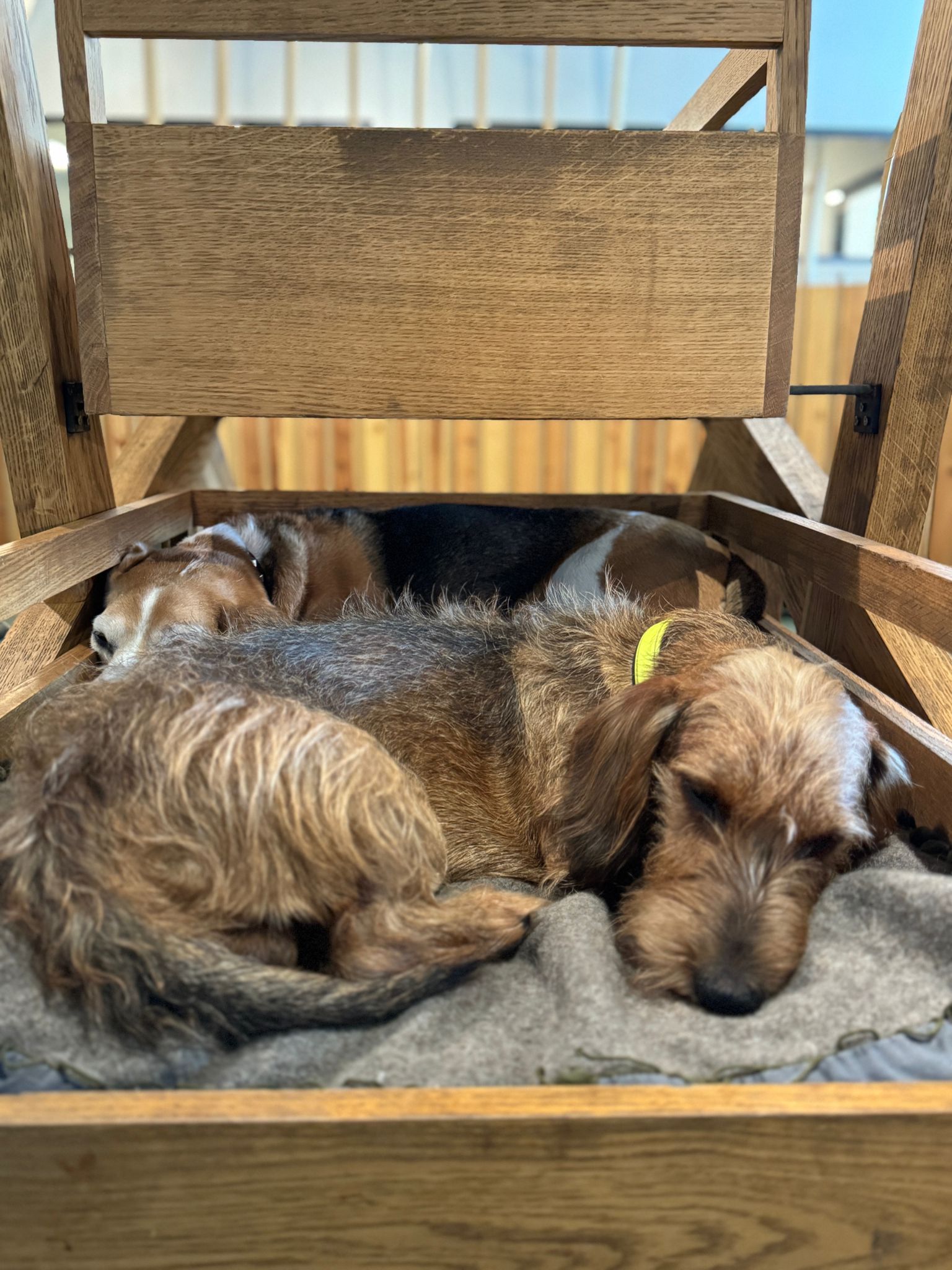 The Secret to a Happy, Healthy Dog: The Power of Sleep