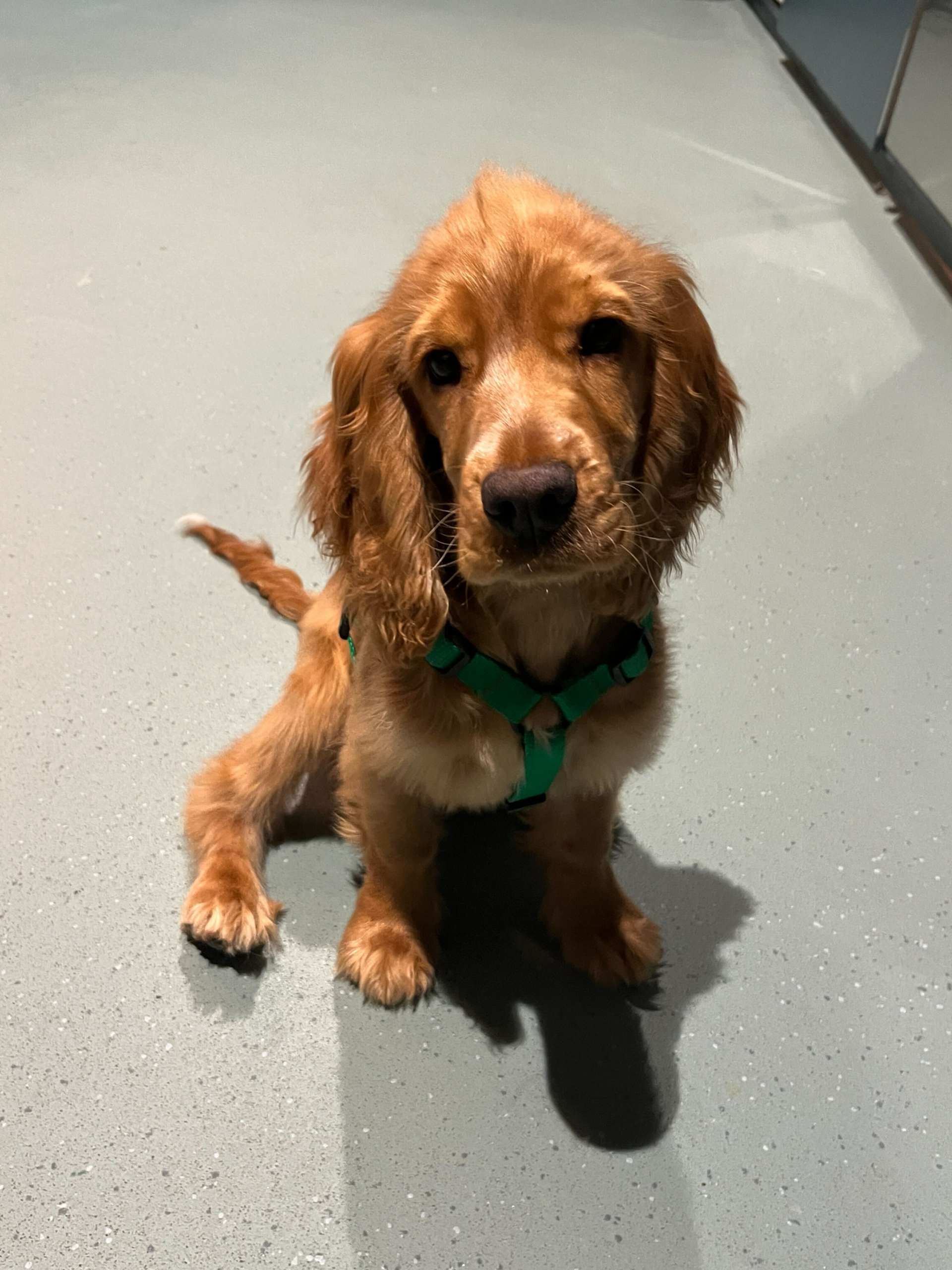 WagWorks Islington Puppy Class