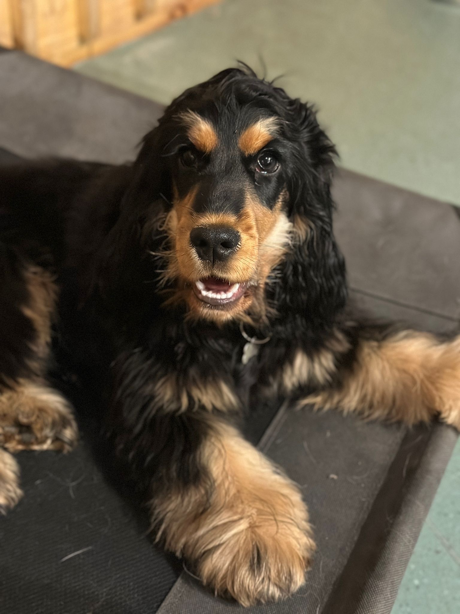 WagWorks Fulham Puppy Class