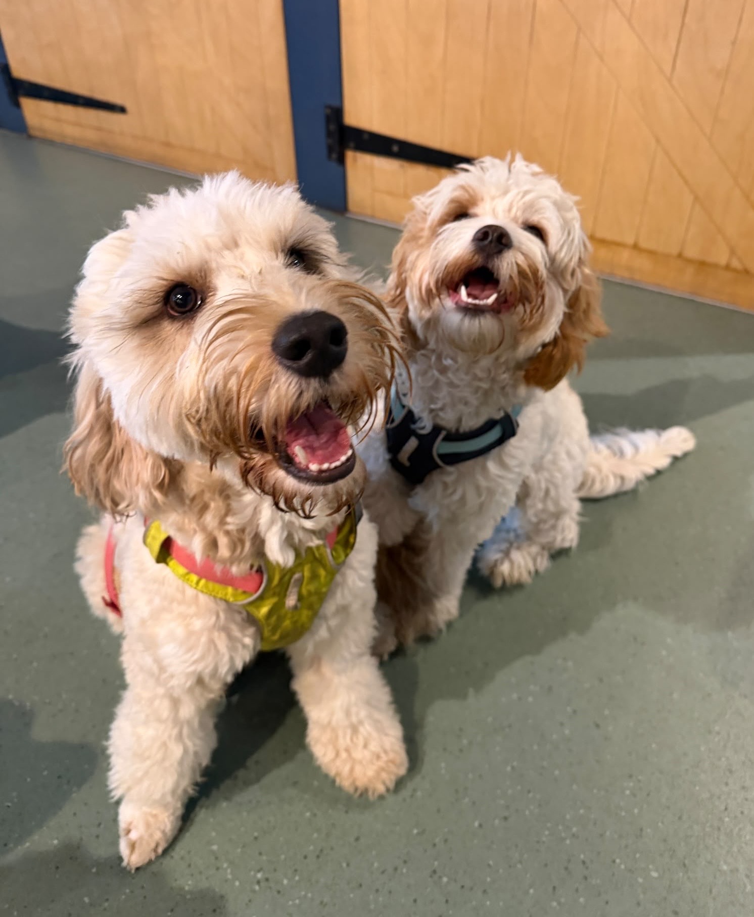 The WagWorks Puppy Social