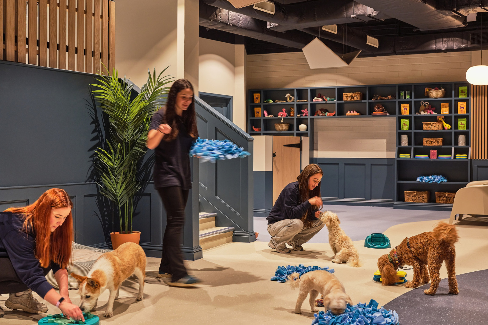 Daycare team doing enrichment activities with four dogs
