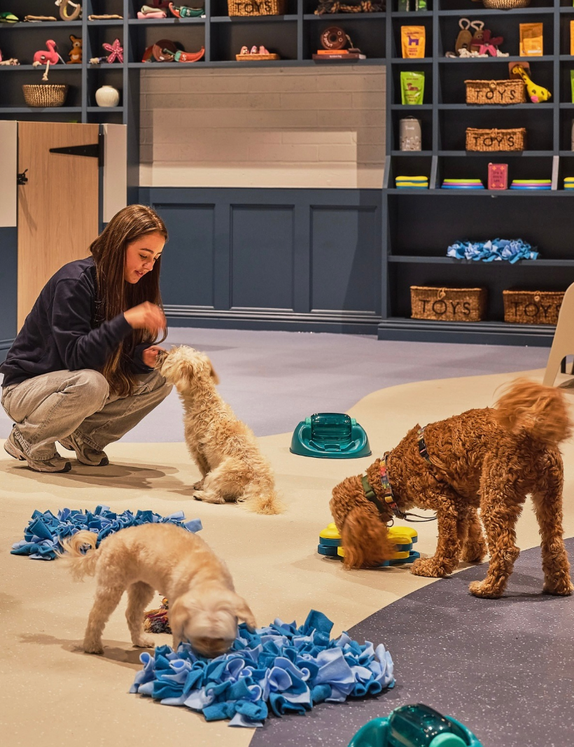 Mental stimulation for dogs: why it matters and how to do it