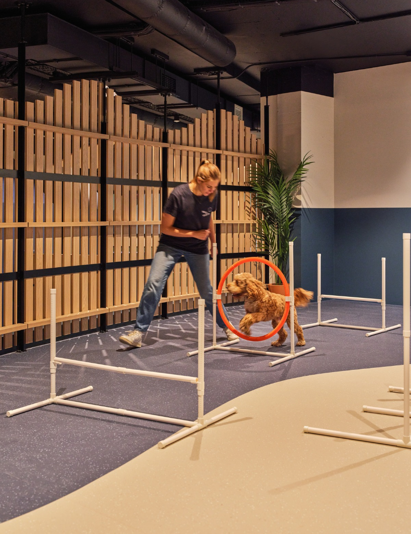 How much exercise does a dog need?